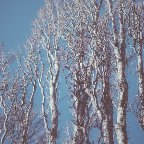 Branches