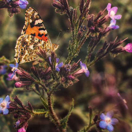 Desert Surprises
